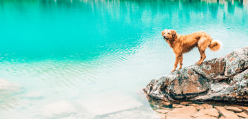 Top 5 Jeep Wrangler Tips for Traveling with Your Dog